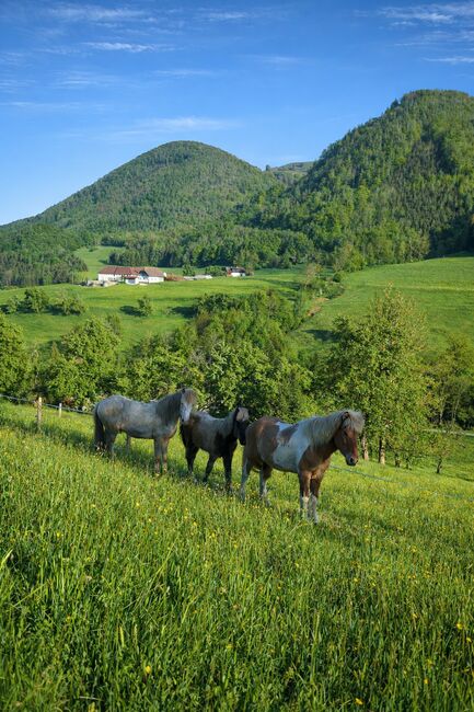 Aufzuchtsplatz Junghengste/-Wallache, Chiara, Wolna stajnia, Ternberg 