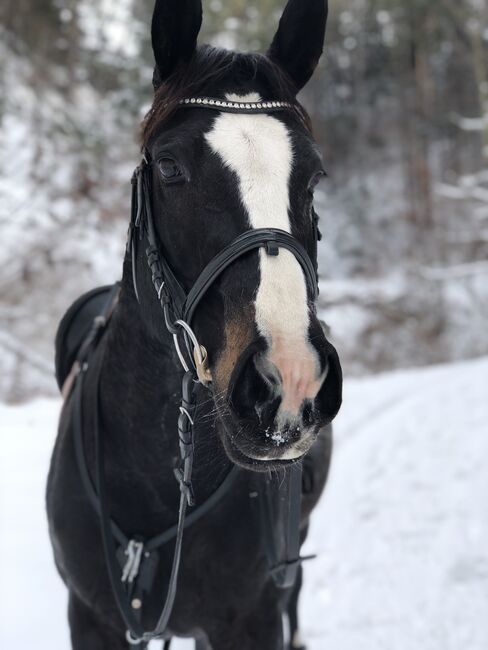 Odetta sucht ein liebevolles Zu Hause, Lorena Obrecht, Horses For Sale, Trimmis, Image 2