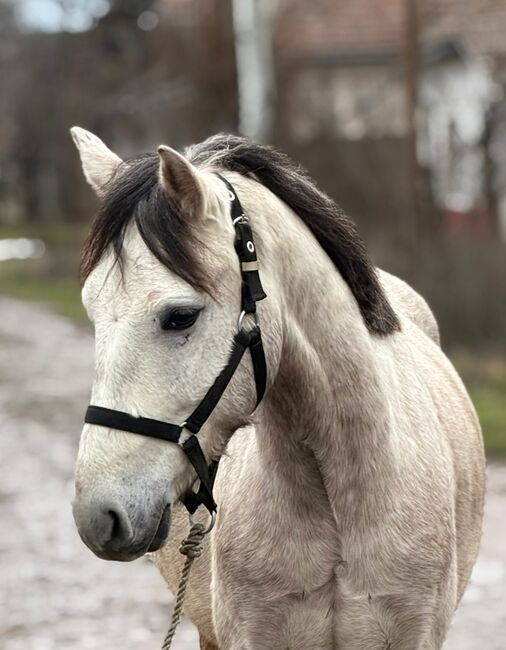 Öcsöd 5451, Zsolt, Horses For Sale, Öcsöd