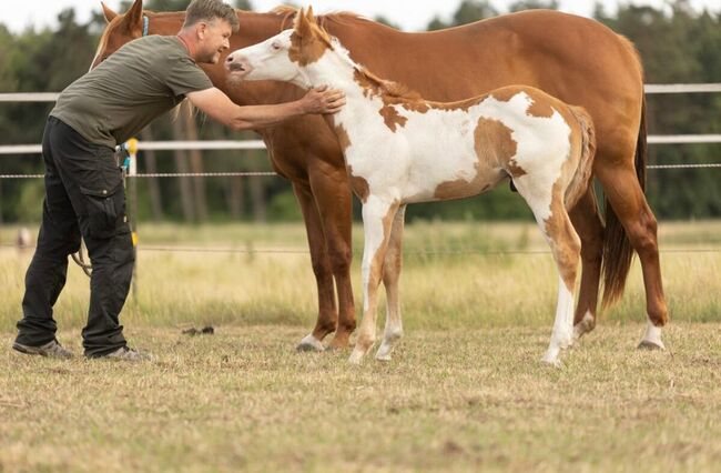 Eyecatcher mit top Abstammung, Kerstin Rehbehn (Pferdemarketing Ost), Horses For Sale, Nienburg