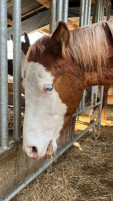 Eyecatcher mit 2 blauen Augen, Kerstin Rehbehn (Pferdemarketing Ost), Horses For Sale, Nienburg, Image 9