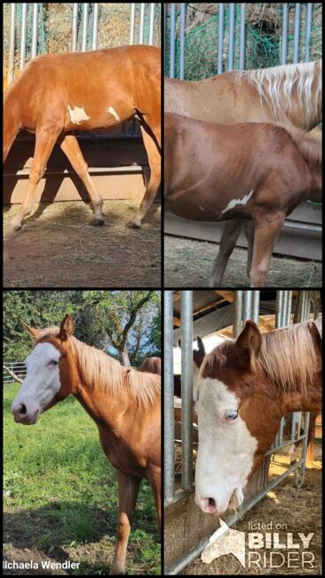 Eyecatcher mit 2 blauen Augen, Kerstin Rehbehn (Pferdemarketing Ost), Horses For Sale, Nienburg, Image 13