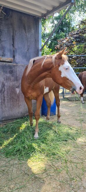 Eyecatcher mit 2 blauen Augen, Kerstin Rehbehn (Pferdemarketing Ost), Horses For Sale, Nienburg, Image 4