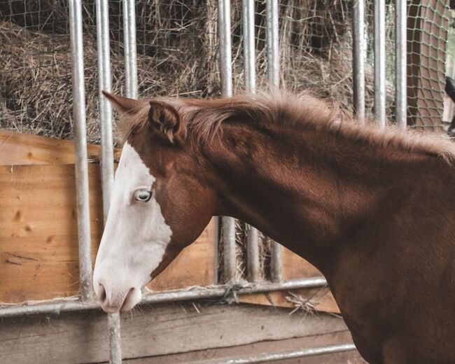 Eyecatcher mit 2 blauen Augen, Kerstin Rehbehn (Pferdemarketing Ost), Horses For Sale, Nienburg, Image 2
