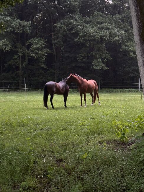 Offenstallplatz für Wallach(e) in Haltergemeinschaft, Lena, Horse Stables, Soltau 