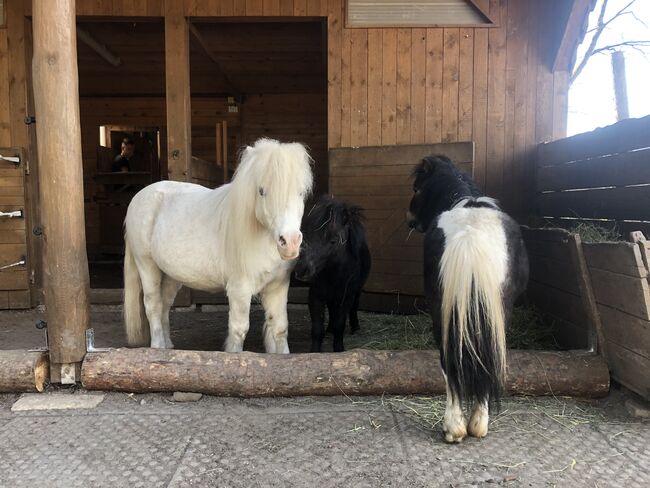 Offenstall Platz, Christina Axmann , Horse Stables, Diepersdorf , Image 2