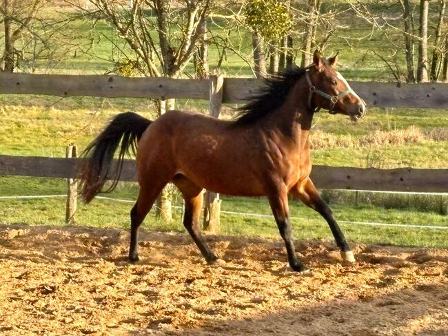 Aufgeschlossene, liebe Quarter Horse Stute von top Reining Hengst, Kerstin Rehbehn (Pferdemarketing Ost), Horses For Sale, Nienburg, Image 3