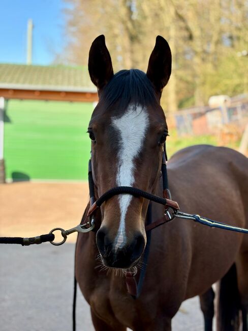 Aufgeschlossene, liebe Quarter Horse Stute von top Reining Hengst, Kerstin Rehbehn (Pferdemarketing Ost), Horses For Sale, Nienburg, Image 6