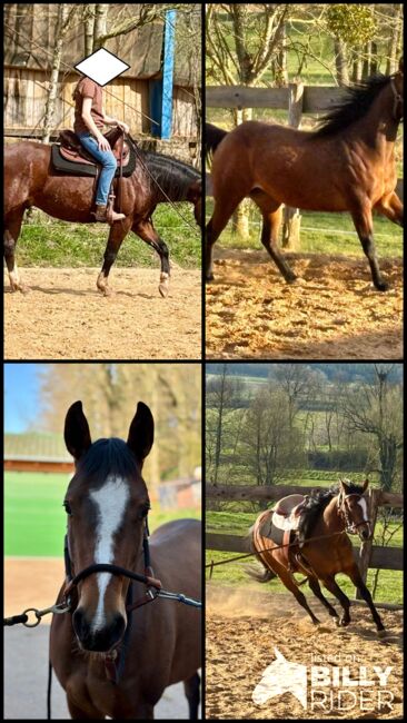 Aufgeschlossene, liebe Quarter Horse Stute von top Reining Hengst, Kerstin Rehbehn (Pferdemarketing Ost), Horses For Sale, Nienburg, Image 12