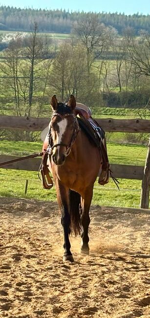 Aufgeschlossene, liebe Quarter Horse Stute von top Reining Hengst, Kerstin Rehbehn (Pferdemarketing Ost), Horses For Sale, Nienburg, Image 9
