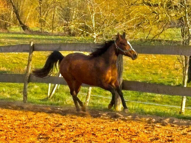 Aufgeschlossene, liebe Quarter Horse Stute von top Reining Hengst, Kerstin Rehbehn (Pferdemarketing Ost), Horses For Sale, Nienburg, Image 5