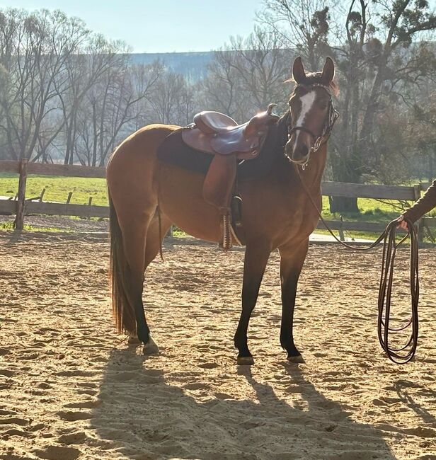 Aufgeschlossene, liebe Quarter Horse Stute von top Reining Hengst, Kerstin Rehbehn (Pferdemarketing Ost), Horses For Sale, Nienburg, Image 7