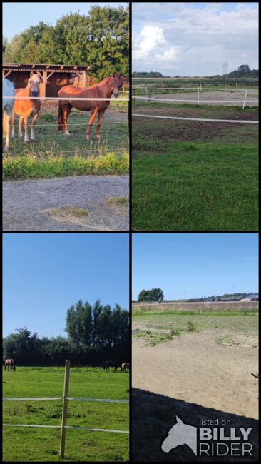 Offenstallplatz für Kur und Dauerplatz frei, Geraldine , Horse Stables, Tating , Image 11