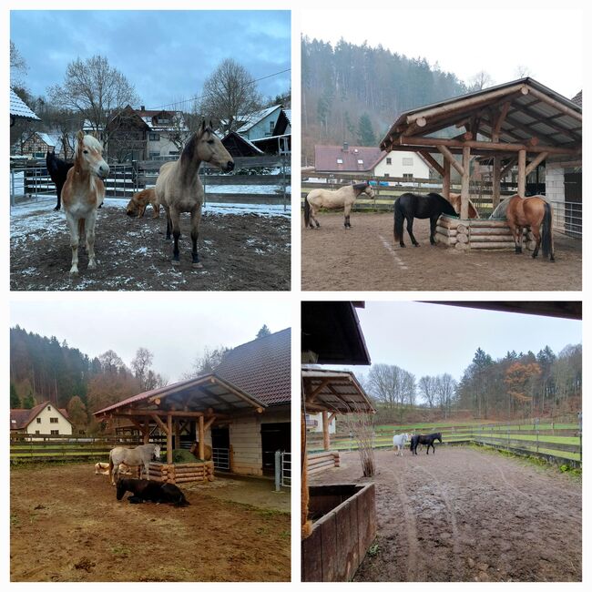 Offenstallplatz frei, Kerstin Hopfengärtner-Kellner , Horse Stables, Hiltpoltstein, Image 2