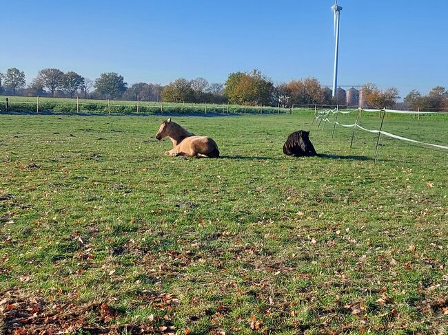 Offenstallplatz frei, Christina Rau , Horse Stables, Rahden , Image 8