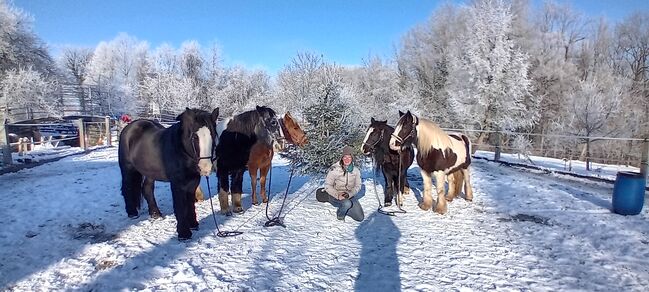 Offenstallplatz, Michaela Schuster , Horse Stables, Irsee 