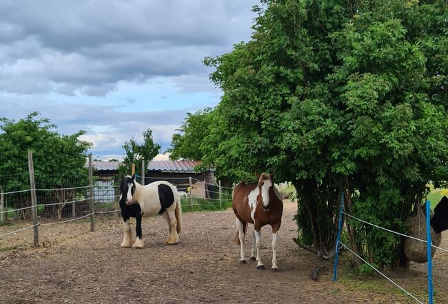 Offenstallplatz, Kirstin Redlin-Neuhaus, Horse Stables, Kerpen, Image 3