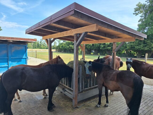 Offenstall hat einen Platz frei, Johanna , Horse Stables, Eching