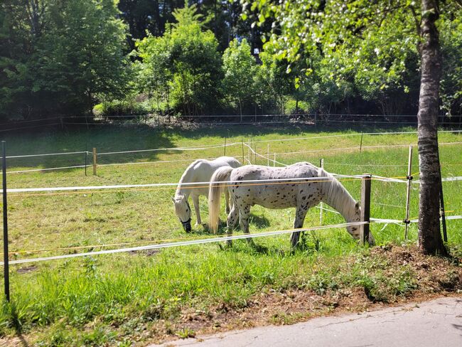 Offenstall, Privater Anbieter, Horse Stables, Steinhagen, Image 2