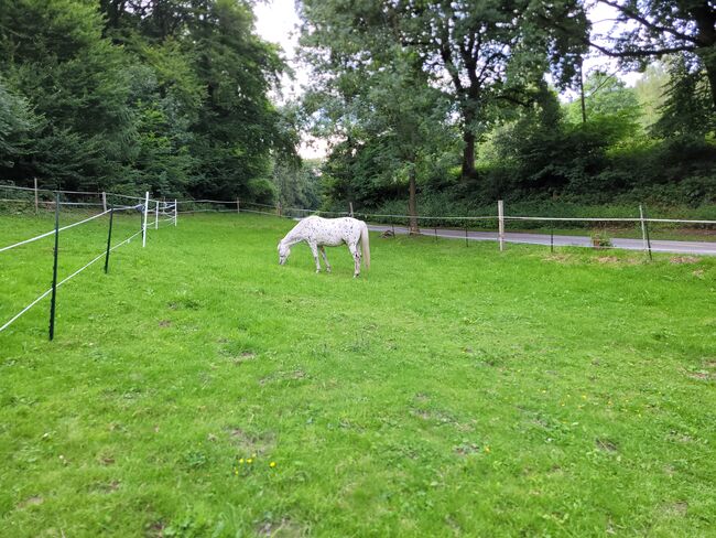 Offenstall, Privater Anbieter, Horse Stables, Steinhagen, Image 3