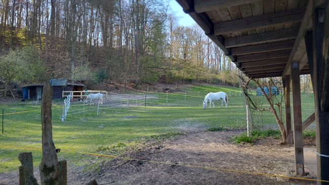 Offenstall, Privater Anbieter, Horse Stables, Steinhagen, Image 4