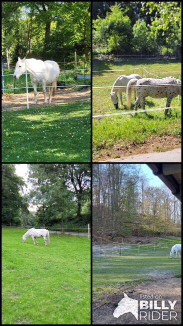 Offenstall, Privater Anbieter, Horse Stables, Steinhagen, Image 6