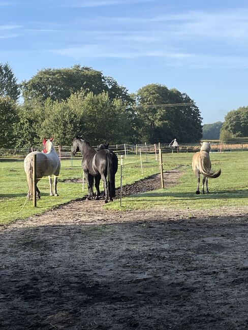 Offenstall mit Paddock-Trail hat Platz für 1-2 weitere Pferde/Ponys, Offenstall mit Paddock-Trail, Astrid Firzlaff, Horse Stables, Verl, Image 6