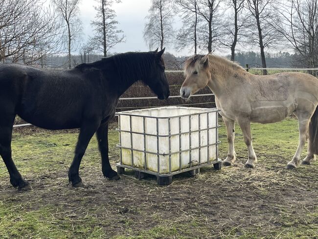 Offenstall mit Paddock-Trail hat Platz für 1-2 weitere Pferde/Ponys, Offenstall mit Paddock-Trail, Astrid Firzlaff, Horse Stables, Verl, Image 5