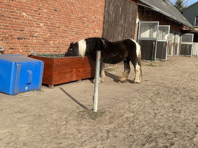 Offenstall Paddock Trail für Wallache, Martina Sander, Horse Stables, Rahden, Image 2
