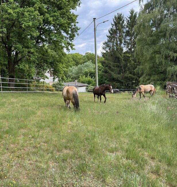 Offenstall/Bewegungsstall, Offenstall  Offenstall , Bender Pia , Horse Stables, Carlsberg , Image 4