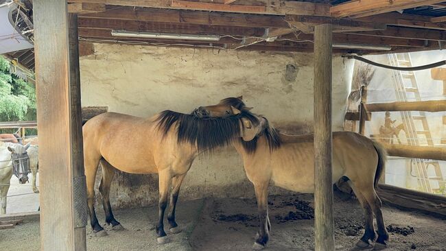 Offenstall/Bewegungsstall, Offenstall  Offenstall , Bender Pia , Horse Stables, Carlsberg , Image 6