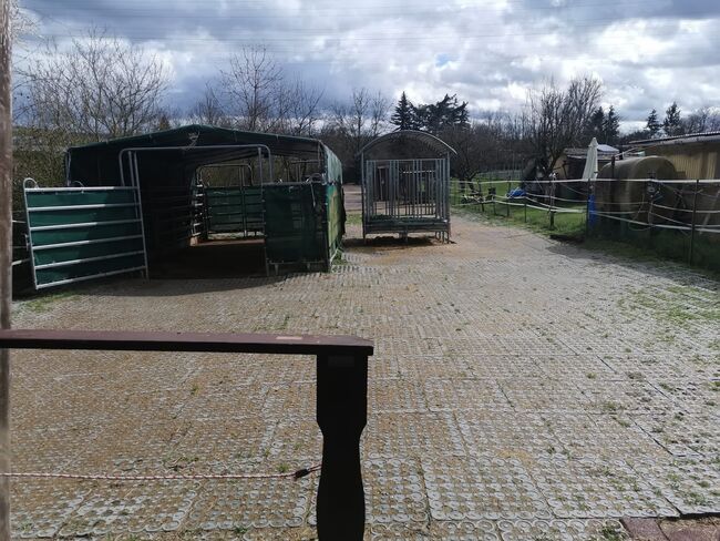 Offenstallplatz mit Weiden Selbstversorger Wallach ab sofort, Anaêl Esmailnejadi Arjomand , Horse Stables, Eltville am Rhein, Image 8