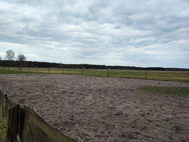 Offenstallplatz für Rehepferd/Rentnerplatz, Angy , Horse Stables, Madlitz-Wilmersdorf Wilmersdorf, Image 3