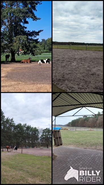Offenstallplatz für Rehepferd/Rentnerplatz, Angy , Horse Stables, Madlitz-Wilmersdorf Wilmersdorf, Image 6