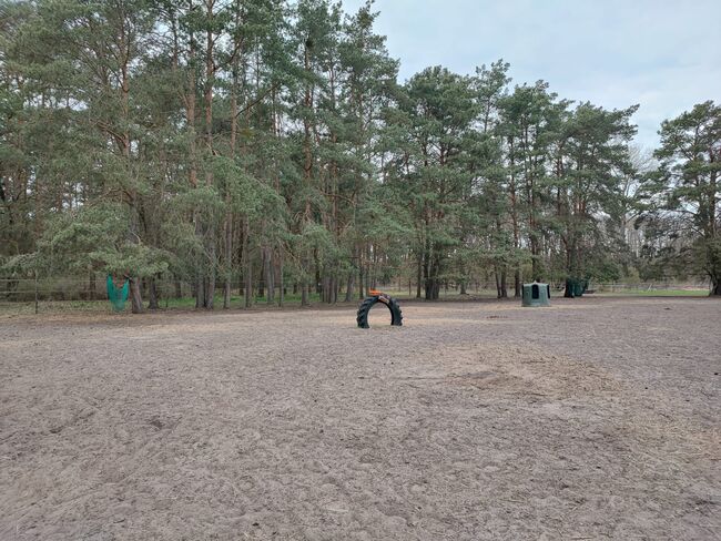 Offenstallplatz für Rehepferd/Rentnerplatz, Angy , Horse Stables, Madlitz-Wilmersdorf Wilmersdorf, Image 5