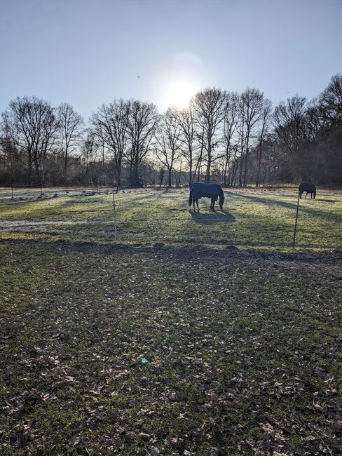 Offenstallplatz für Stute ab 145, Ellinchen, Horse Stables, Norderstedt