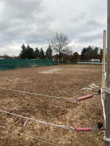 Offenstallplatz in kleinem Privatstall, geeignet für Ekzemer und Allergiker, Paddockboxen, Offenstall, Lena Lachner, Horse Stables, Haßloch, Image 5