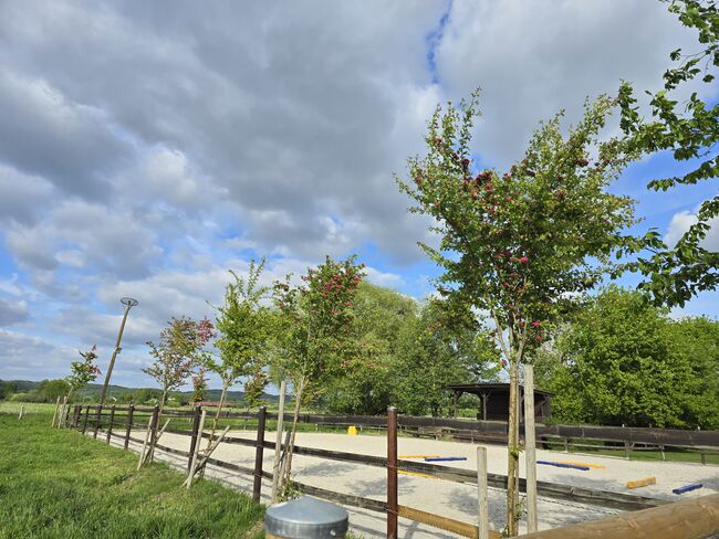 Offenstall Platz Stute oder Wallach, Open Ranch , Marina Schmidt , Horse Stables, Bissendorf , Image 9