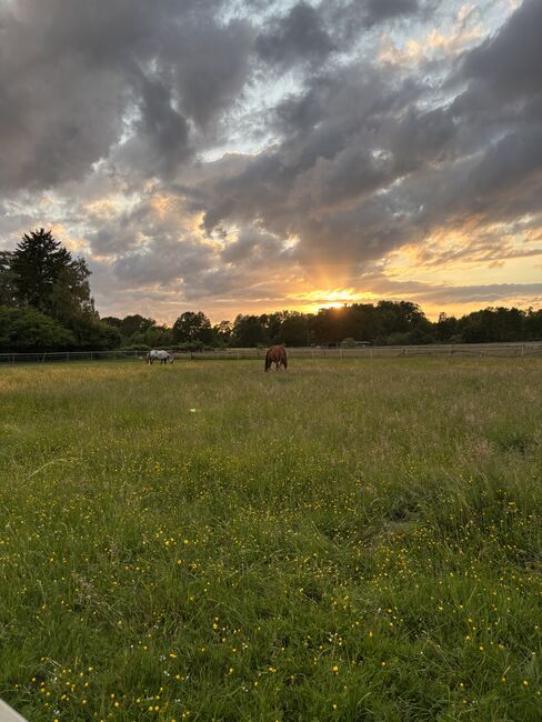 Offenstallplatz frei für 1-2 Wallache, Hannah, Horse Stables, Ahrensburg, Image 3