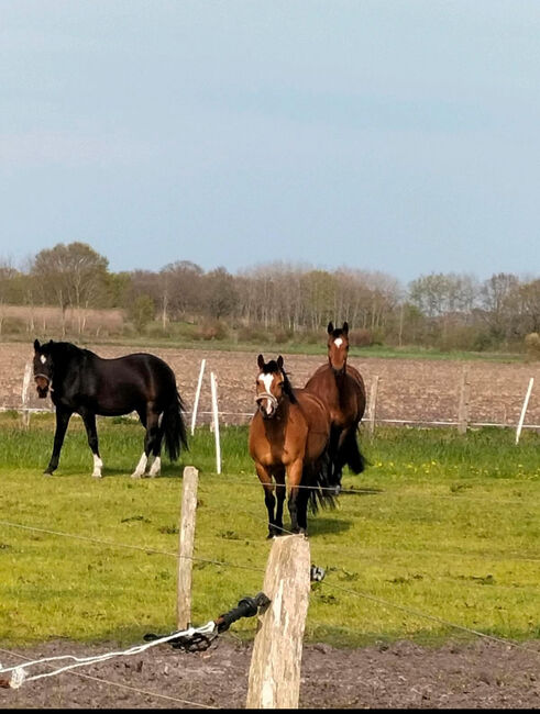 Offenstallplatz frei zum 01.07.2025, Leonie , Horse Stables, Prinzenmoor, Image 6