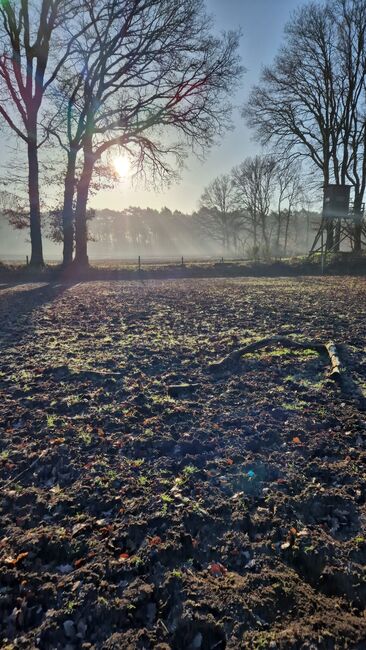 Offenstallplatz frei ab 1.3 für eine Stute 🐎, S. B, Horse Stables, Dorsten