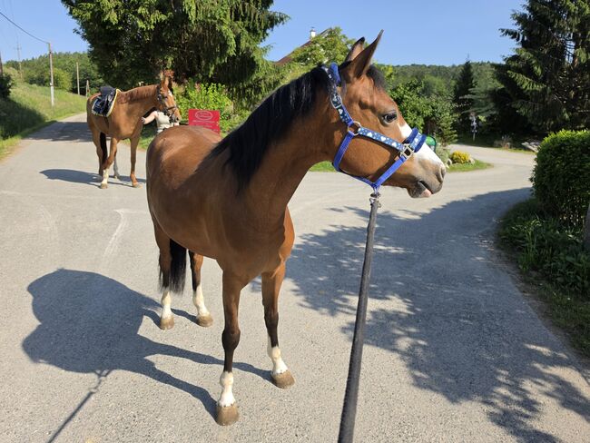 Österreichisches Reitpony, K.B.Z. verkaufspferde , Pferd kaufen, Steiermark/Leibnitz 