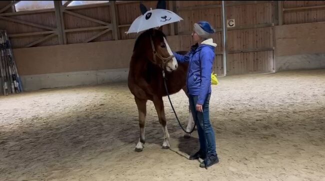 Österreichisches Reitpony, K.B.Z. verkaufspferde , Pferd kaufen, Steiermark/Leibnitz , Abbildung 8