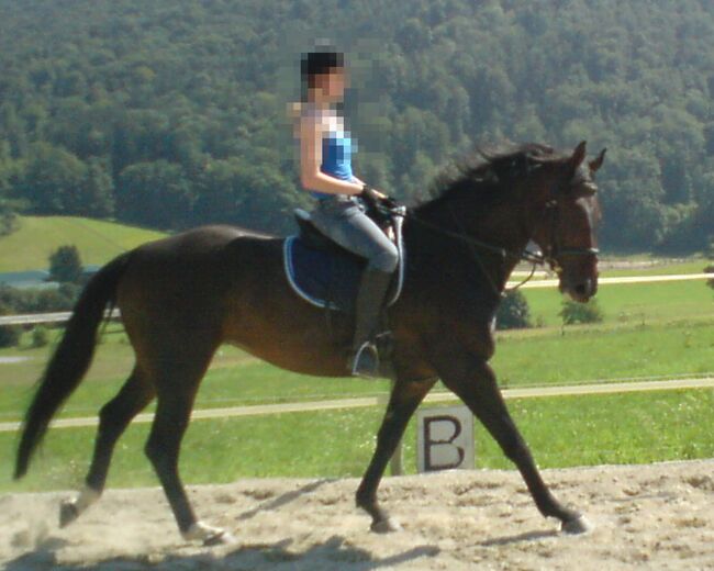 Österreichisches Warmblut – liebevolle Stute sucht neuen Platz, Nathalie Klackl, Pferd kaufen, Graz, Abbildung 3