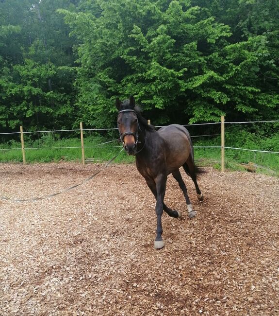 Österreichisches Warmblut – liebevolle Stute sucht neuen Platz, Nathalie Klackl, Pferd kaufen, Graz, Abbildung 4