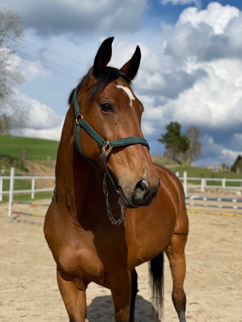 Österreichisches Warmblut, Pia Tober , Horses For Sale, St.Oswald , Image 2