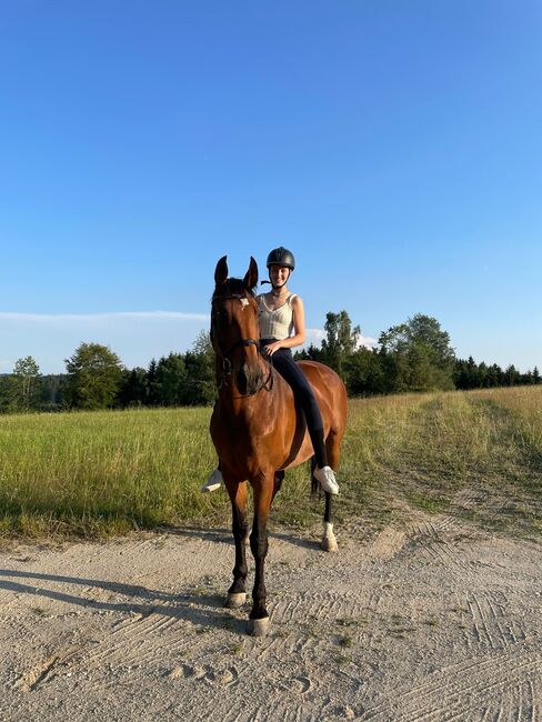 Österreichisches Warmblut, Pia Tober , Horses For Sale, St.Oswald , Image 3