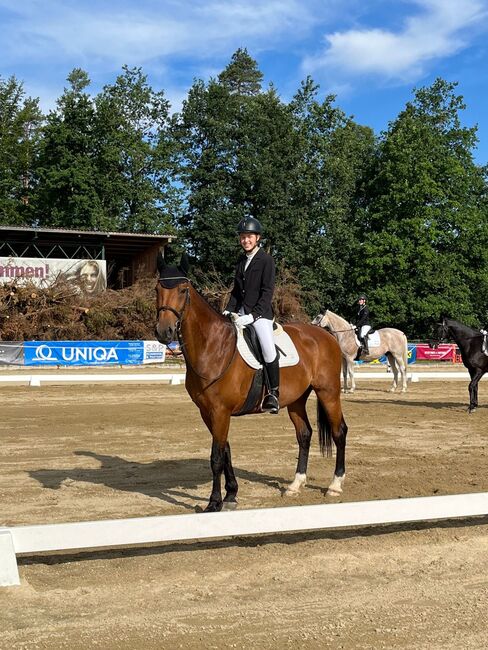 Österreichisches Warmblut, Pia Tober , Horses For Sale, St.Oswald , Image 5