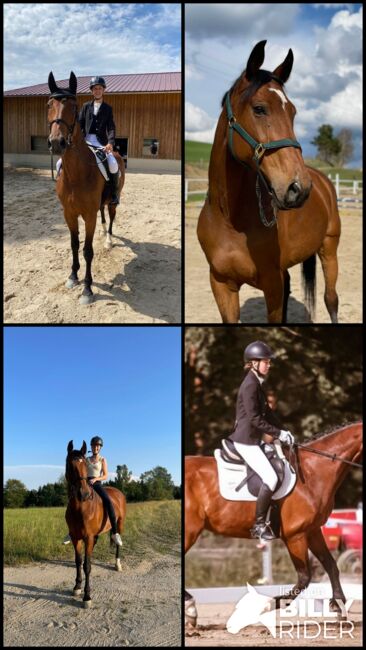 Österreichisches Warmblut, Pia Tober , Horses For Sale, St.Oswald , Image 7