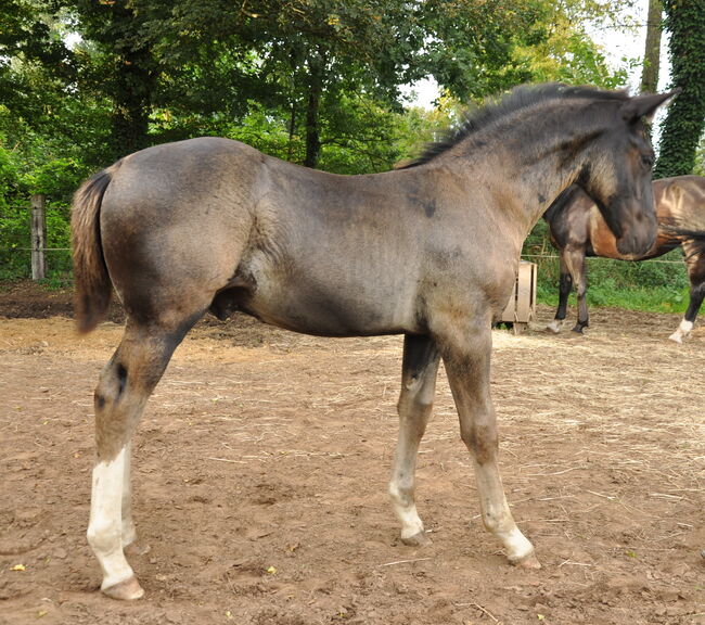 Ostfriesen/ Alt Oldenburger Hengstfohlen, Conny, Horses For Sale, Celle, Image 5